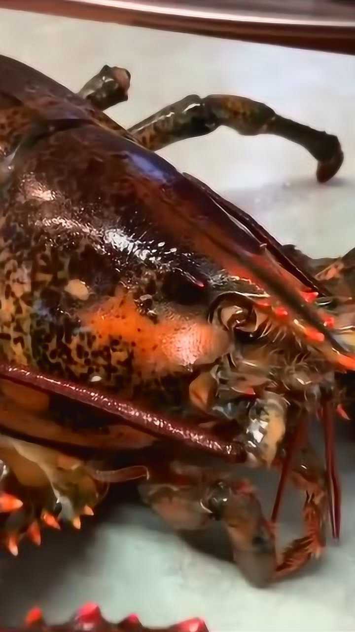 10斤重波士顿龙虾这总能算一只管饱了吧