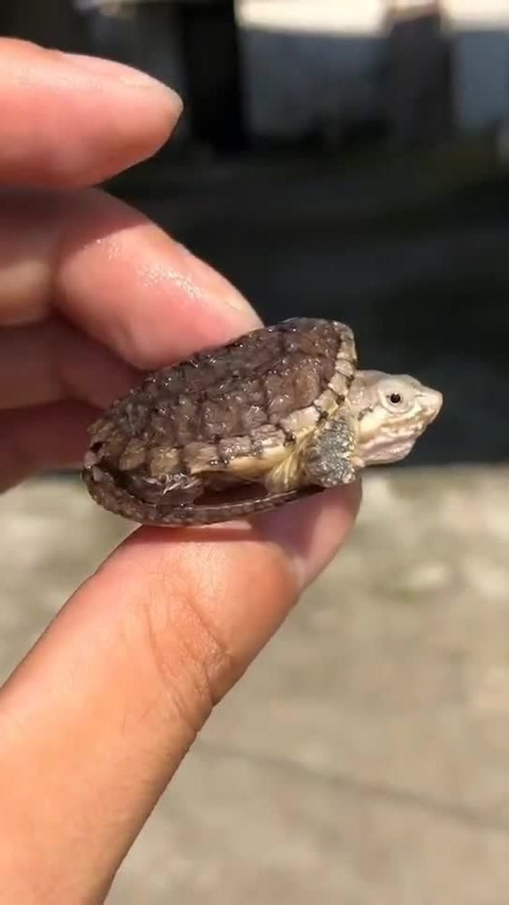 鳄龟小时候的样子这模样也太呆萌了吧