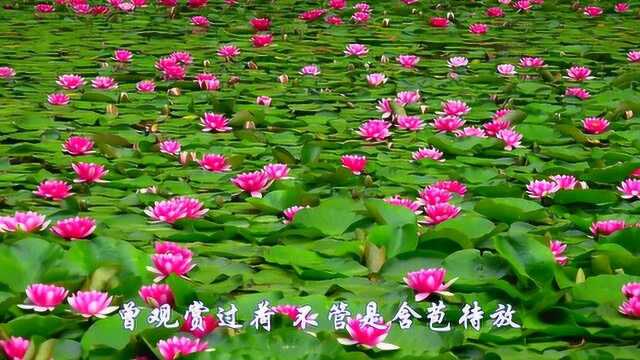 水生花卉,花中君子,观荷