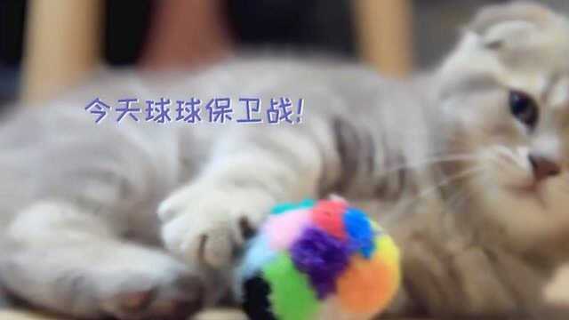 小奶猫球球保卫站获胜!结果却是一厢情愿?