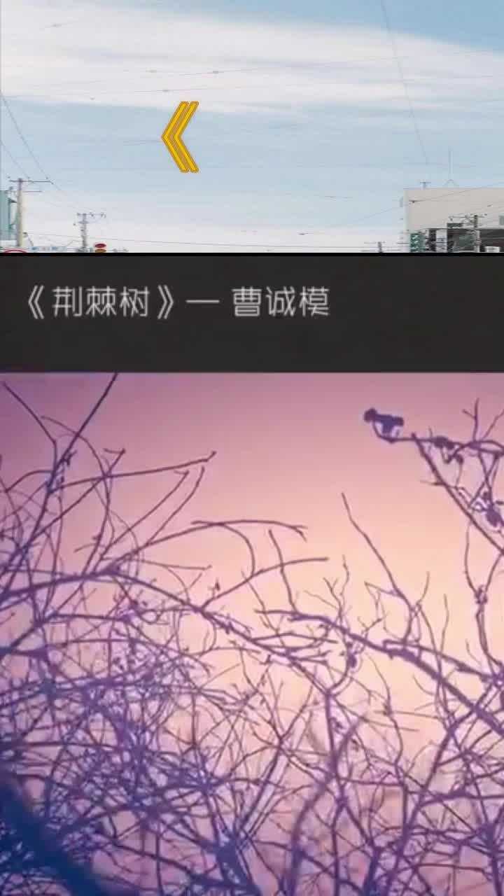 曹诚模荆棘树背后的故事让我这个大老爷们哭的稀里哗啦的