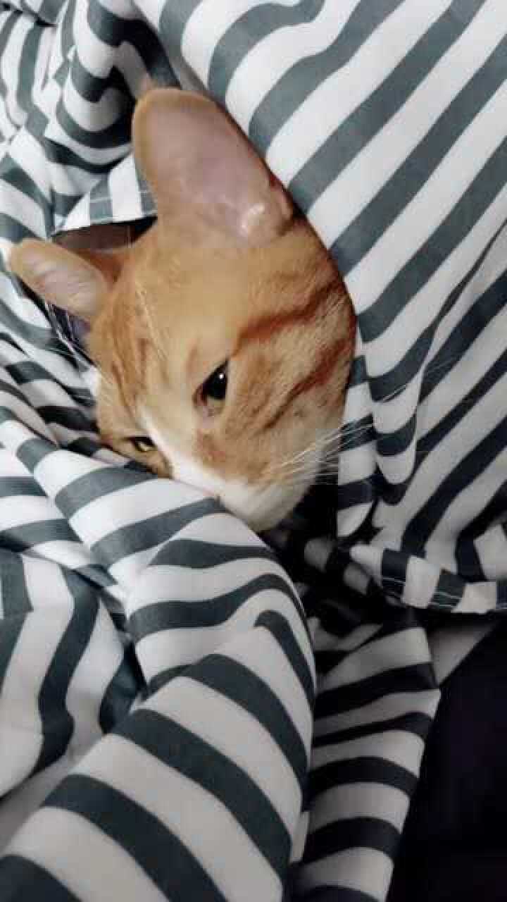 搞笑萌宠:盖上小被子,看我们多乖乖