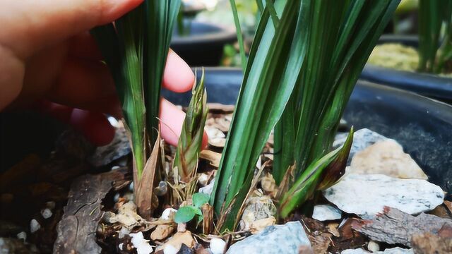 兰花爱吃“副产品”,花期喂几次,使劲吐花苞!