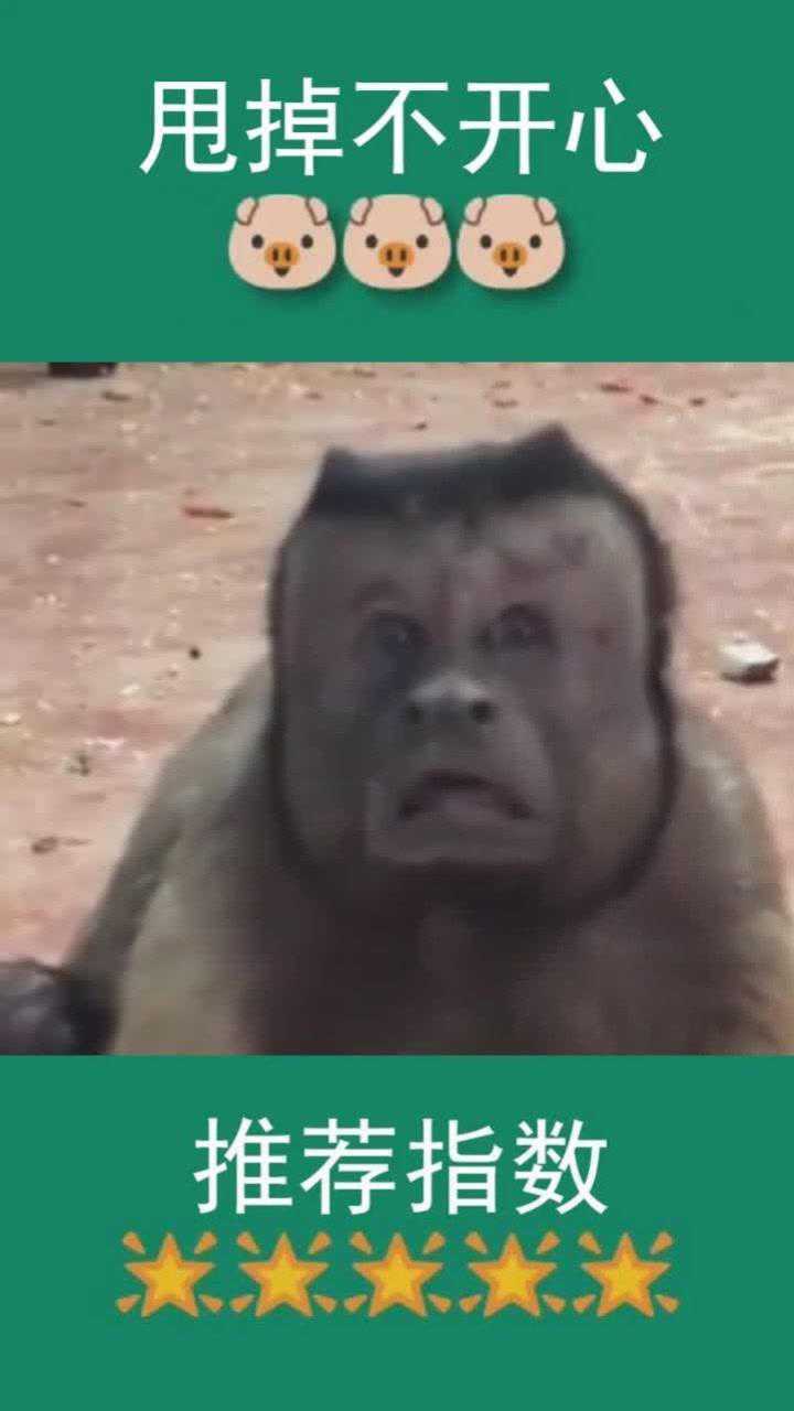 国字脸的猴子这应该是猴中领导了吧