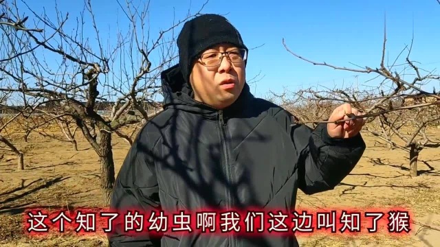 农村小伙发现梨树下的新商机!亩地产量仅斤,收入却破万元