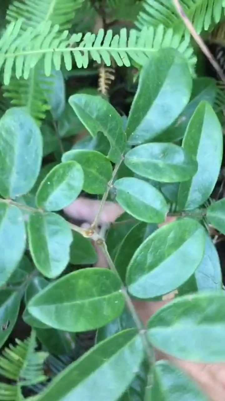 野生牛大力我这边很多有药用价值