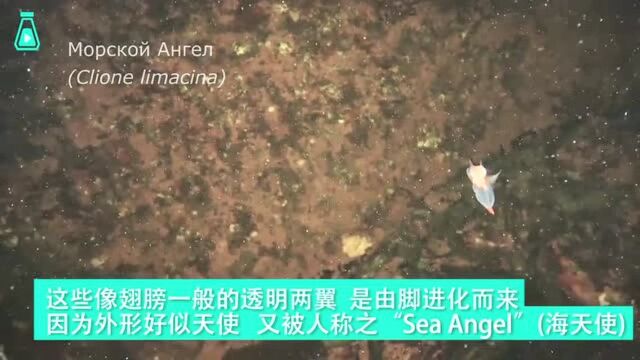 美丽梦幻的海洋生物——裸海蝶因为透明的两翼好似天使