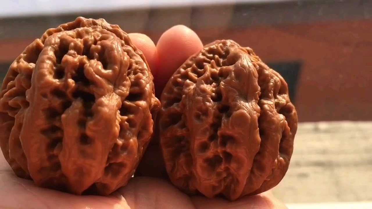 东北野生核桃 大粗筋