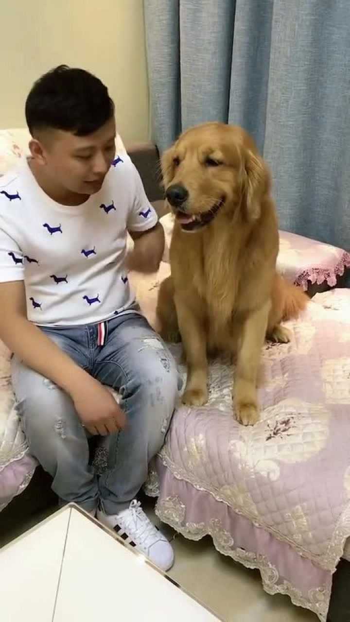 金毛轮胎就是个偏心狗,一心一意偏心妈妈,简直成精了