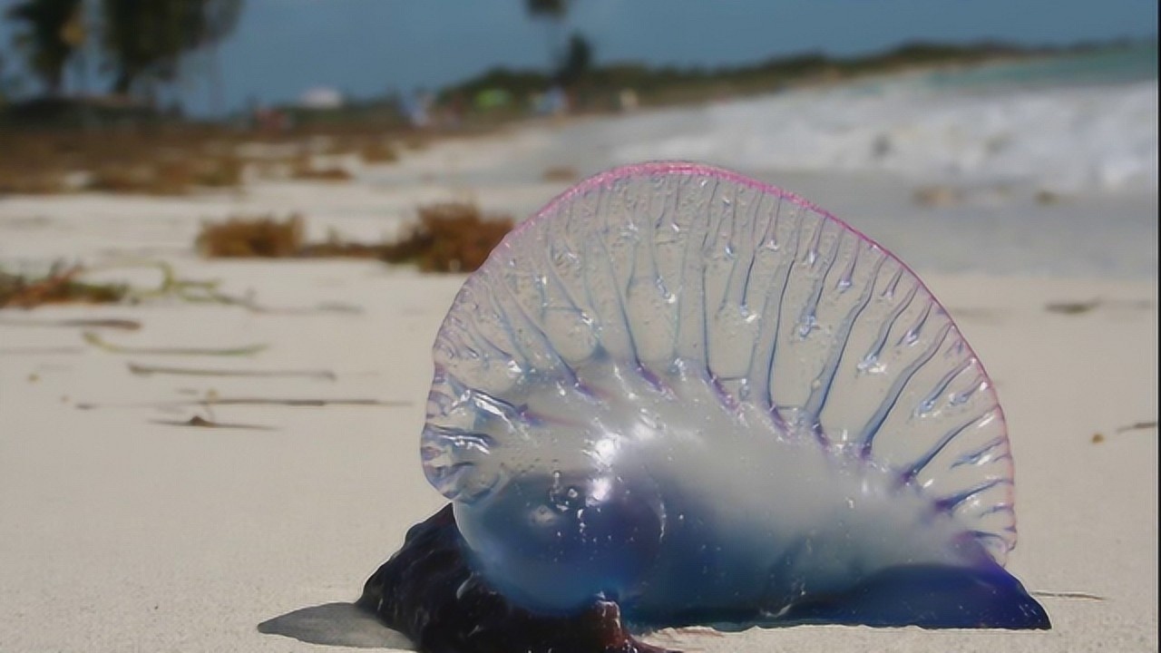 世界上最毒水母长的像一个气球遇到它赶紧走开