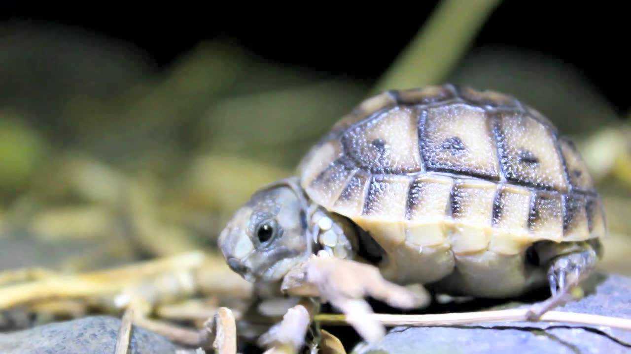 野外拍摄的地中海陆龟苗 能看见野生龟宝宝真不容易哈