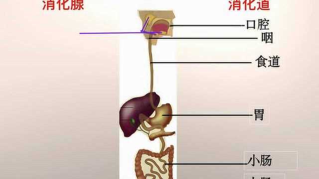 苏教版生物七年级下册9.2《人体的消化与吸收》