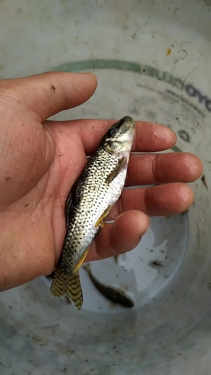 这个体积的七星麻鱼,属于个头大的了,捕到了不少