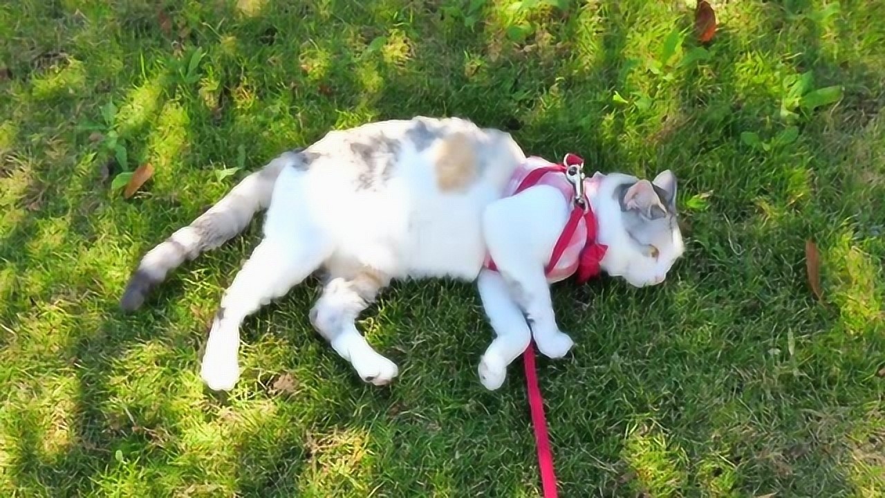 迷之萌宠:在草坪上悠闲躺着晒太阳的小猫咪