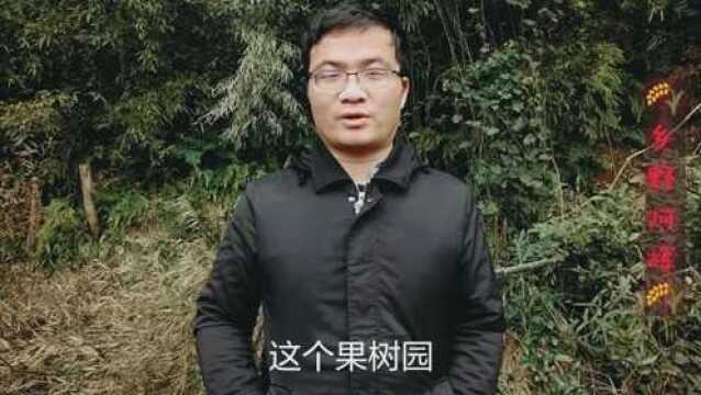 小伙带大家到野外参观自家果园,网友:这么多果树啊,开眼界了