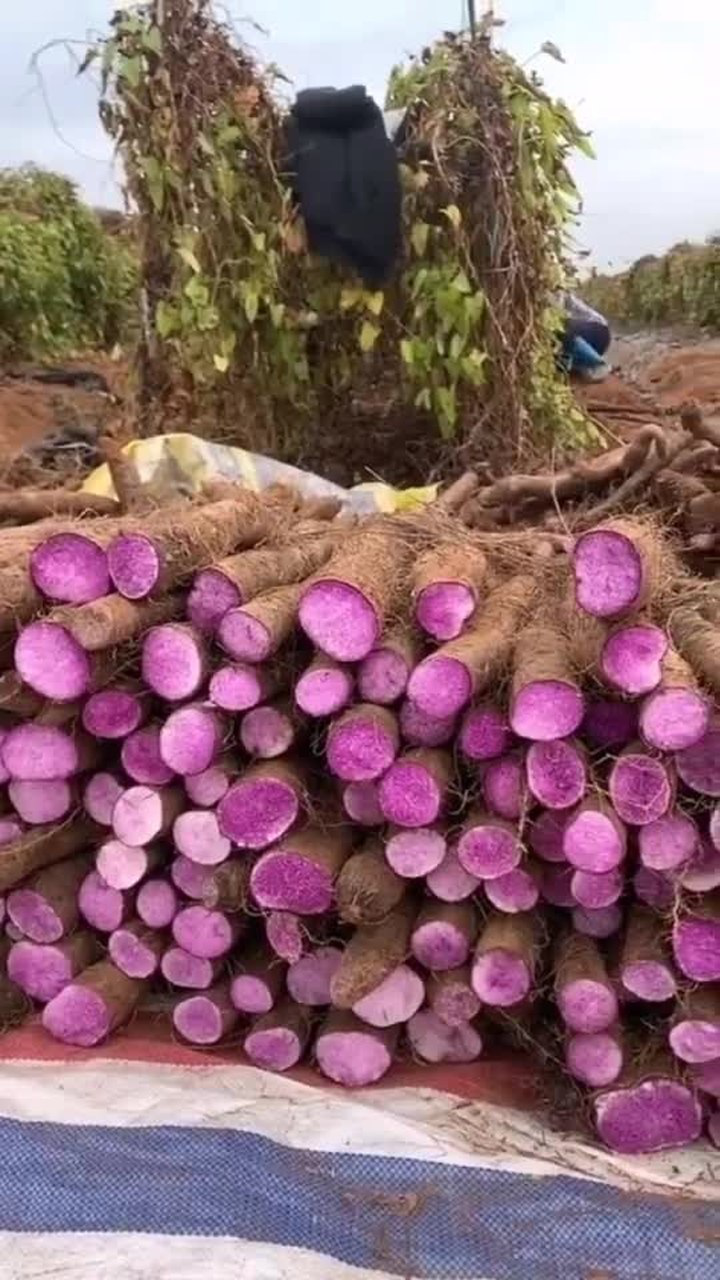 紫山药,绝不是转基因_腾讯视频