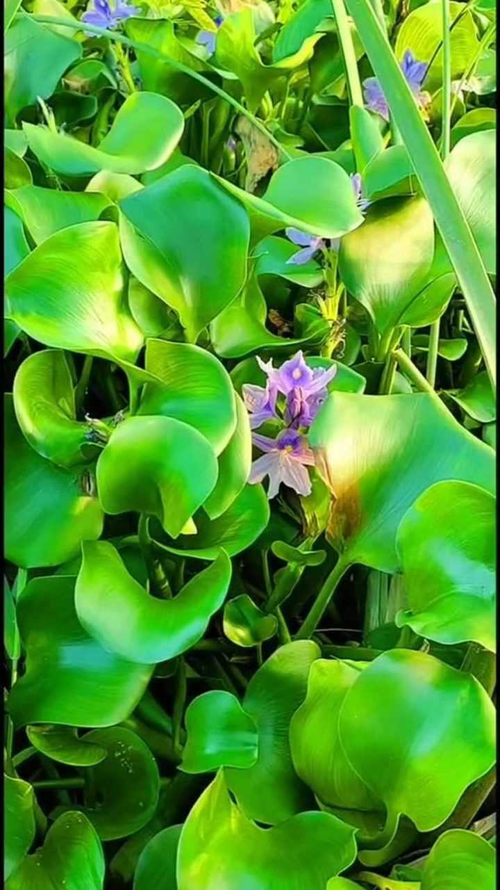 好漂亮的水葫芦听着青蛙的叫声盼望着夏天的到来