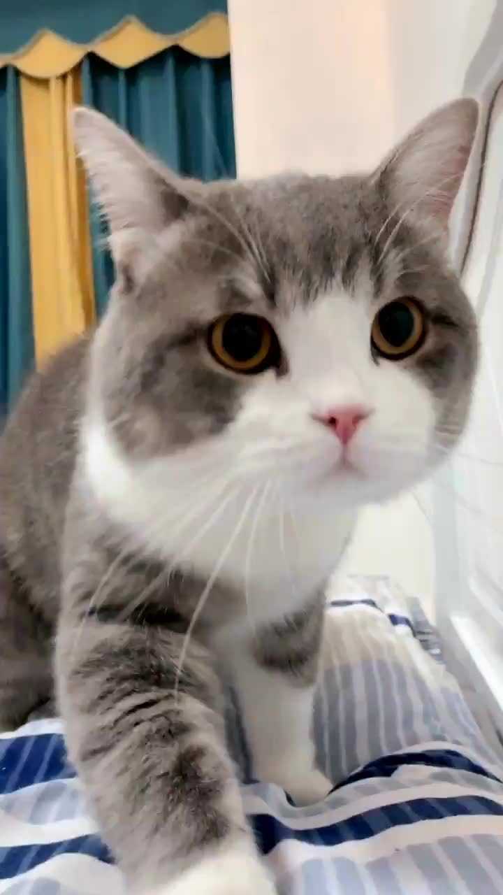 土豆的颜值是猫咪中的巅峰叫声酥酥麻麻的萌到骨子里了