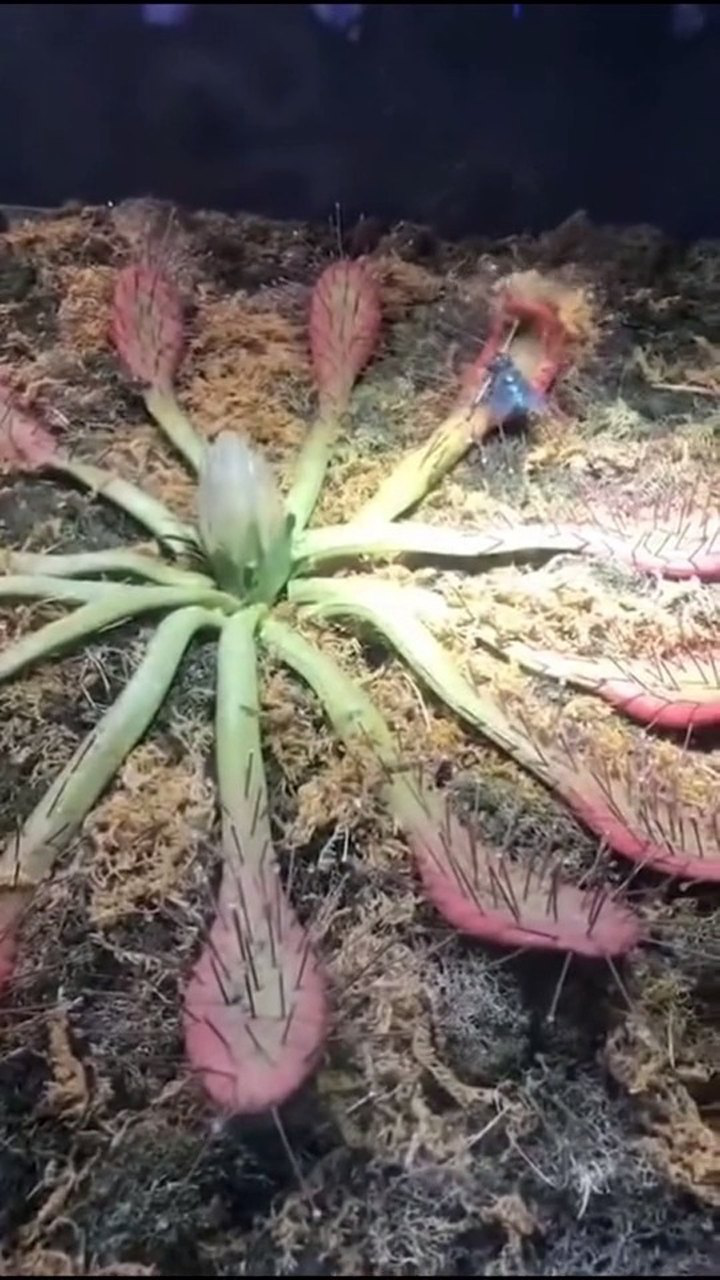 海里的水生植物竟然长了这么多刺这是个什么植物你们知道么