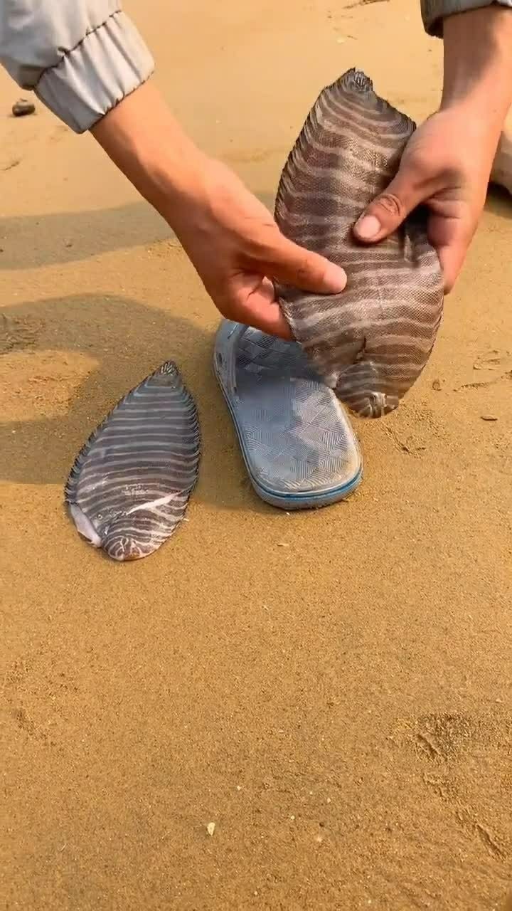 这种鱼学名叫做花斑鱼,我们当地叫它鞋垫子鱼