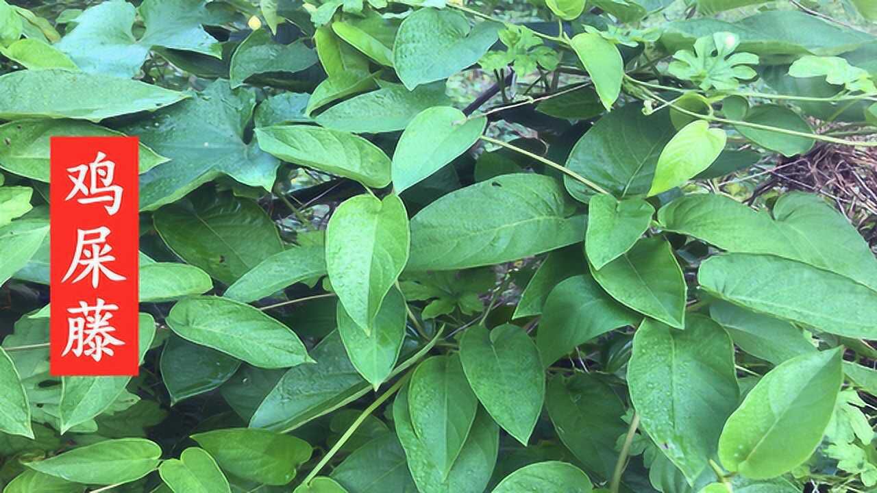 全株散发鸡屎味的鸡屎藤你见过吗?对风湿,消食,止咳有很好的帮助