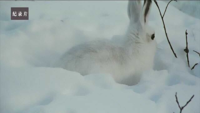 雪兔林中逃生全凭速度和机警!幸运之神会眷顾哪位雪地专家呢?