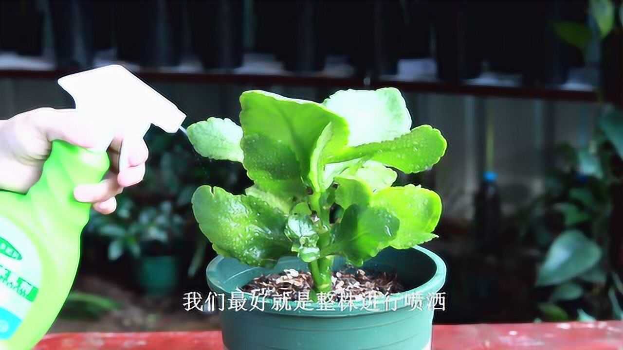 长寿花长蚜虫,用它防治最简单,喷一喷就全没了