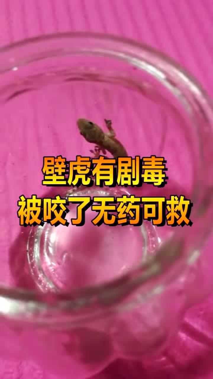壁虎有剧毒,被咬了无药可救,可它是人类的好朋友啊!