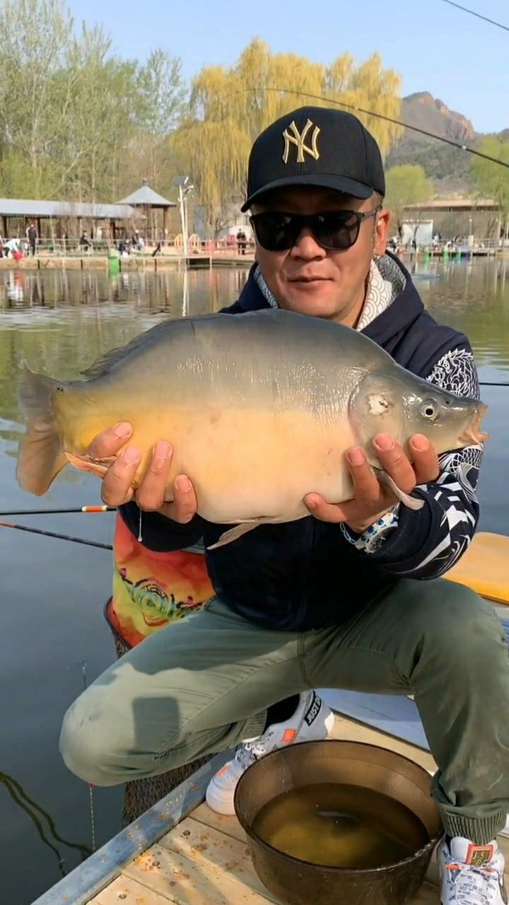 为啥叫荷包鲤,是不是长的像荷包蛋