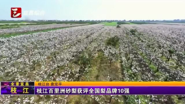 枝江百里洲砂梨获评全国梨品牌10强