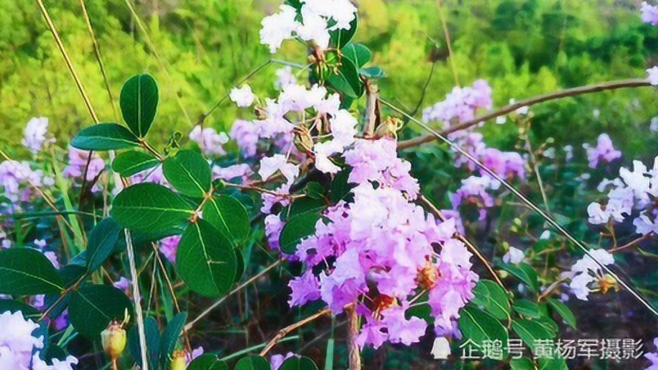 實拍贛州野花開滿山,嬌豔美麗的紫薇花競相盛開,花朵美麗動人