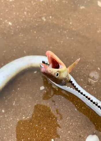 活的鳗鱼牙齿虽然很厉害,但是肉质特别好吃!