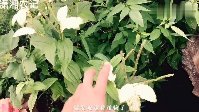 农村一种神奇的植物,白绿相间人称三白草,有脚气的朋友请收藏