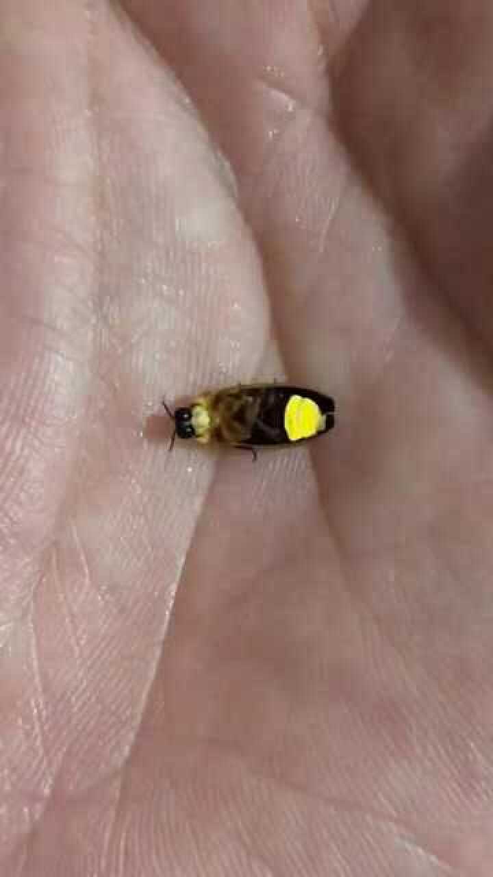 原来这只小虫子就是萤火虫尾巴竟然还能发光