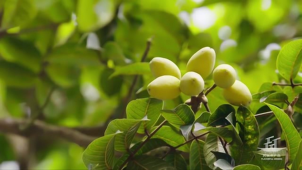 风味原产地潮汕青橄榄中的单宁和多酚令其入口有微微的苦涩但回味无穷