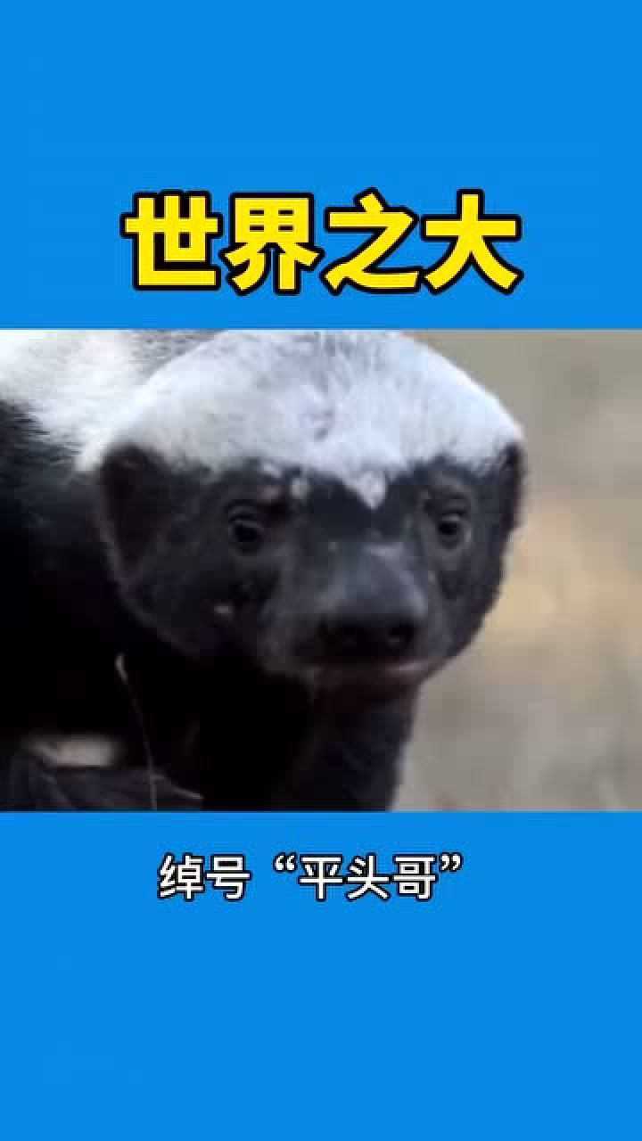 最霸气的动物"平头哥",看到它你想到了谁呢?