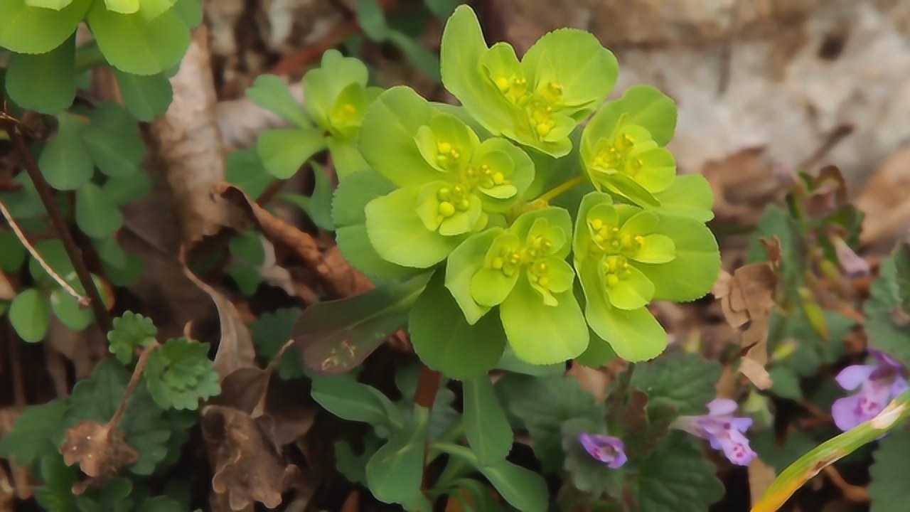 老一辈人口中的瞎眼草其实还有药用你知道吗