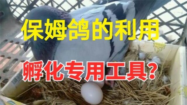 保姆鸽的利用,可以同时哺育4只乳鸽,有啥经验?