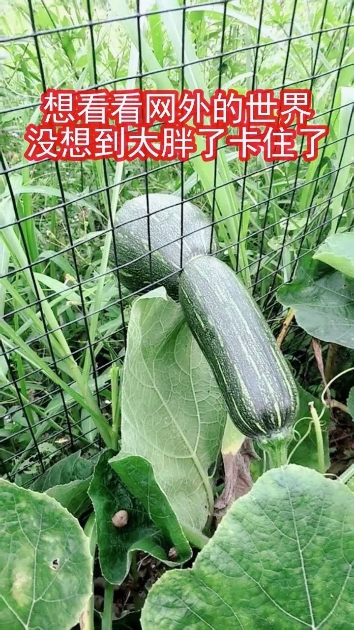 南瓜我曾梦想仗剑走天涯后来被卡住了