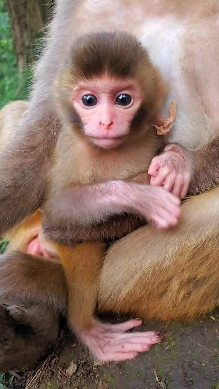 小猴子可爱图片 真实图片