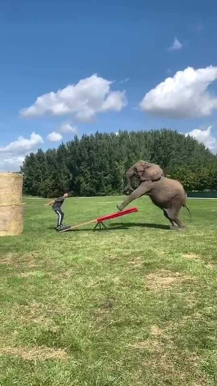 模仿大象的动作肢体图片