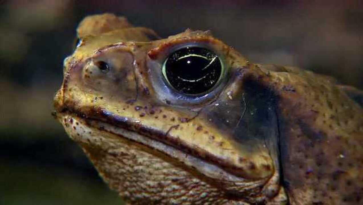 号称昆虫杀手的蟾蜍,能快速的伸出舌头,让昆虫没有反应的机会