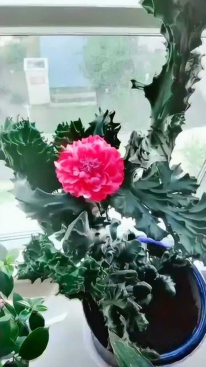 这个画面可不多见,养了八年的麒麟开花了,麒麟开花见者必发!