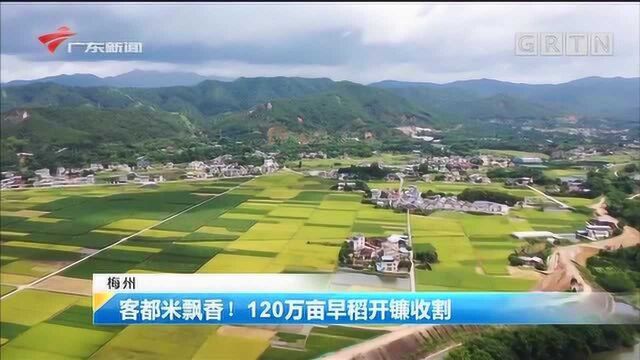 客都米飘香! 120万亩早稻开镰收割