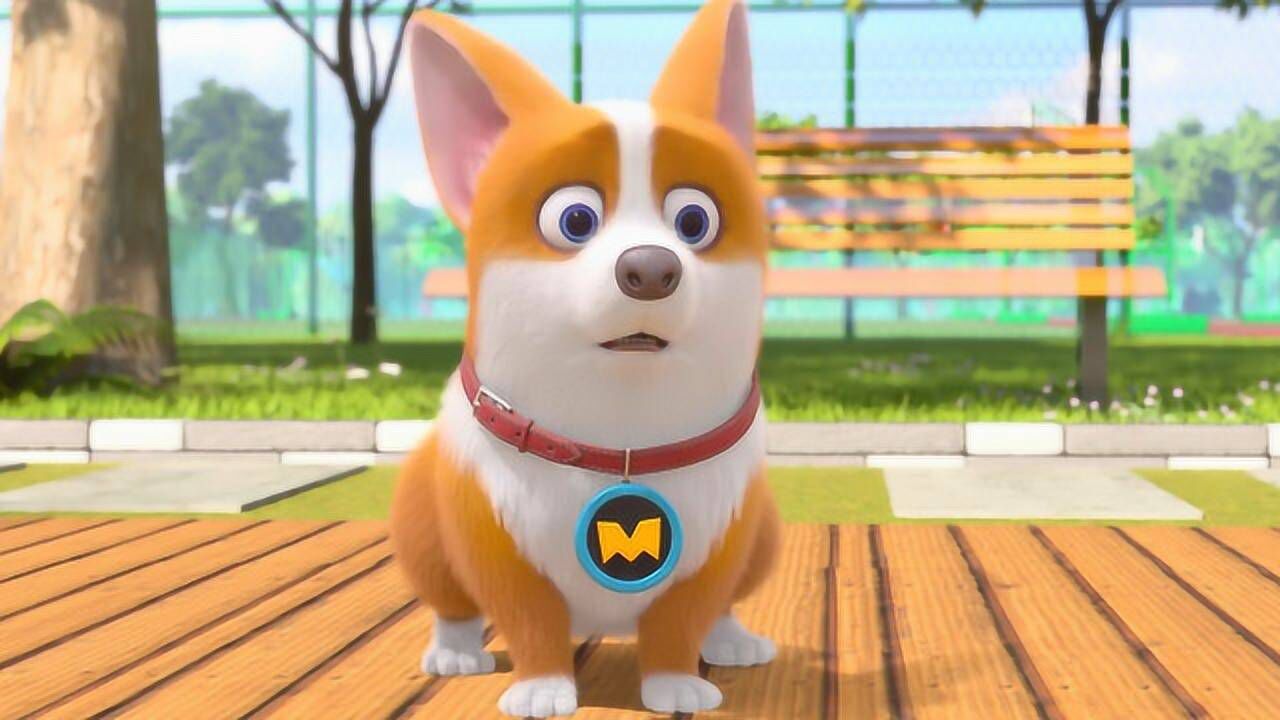 飞狗moco:洗脑神曲柯基之歌,短腿小可爱正朝你跑来_高清1080p在线观看