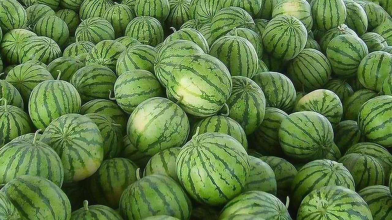 实拍洛阳西瓜市场行情,低的跟不要钱一样,商户一天卖一卡车!