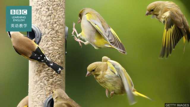 BBC英语大破解:野生动物在新冠肺炎疫情封锁期间的生活