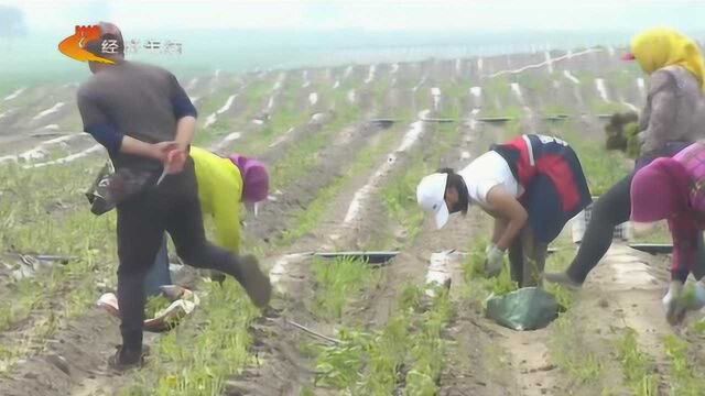 绿水青山变成金山银山——驻村第一书记:田建辉