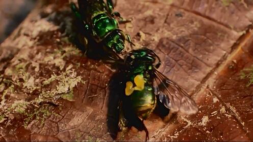 热带雨林中的兰蜂会被人造香气吸引吗？昆虫学家巧设机关！