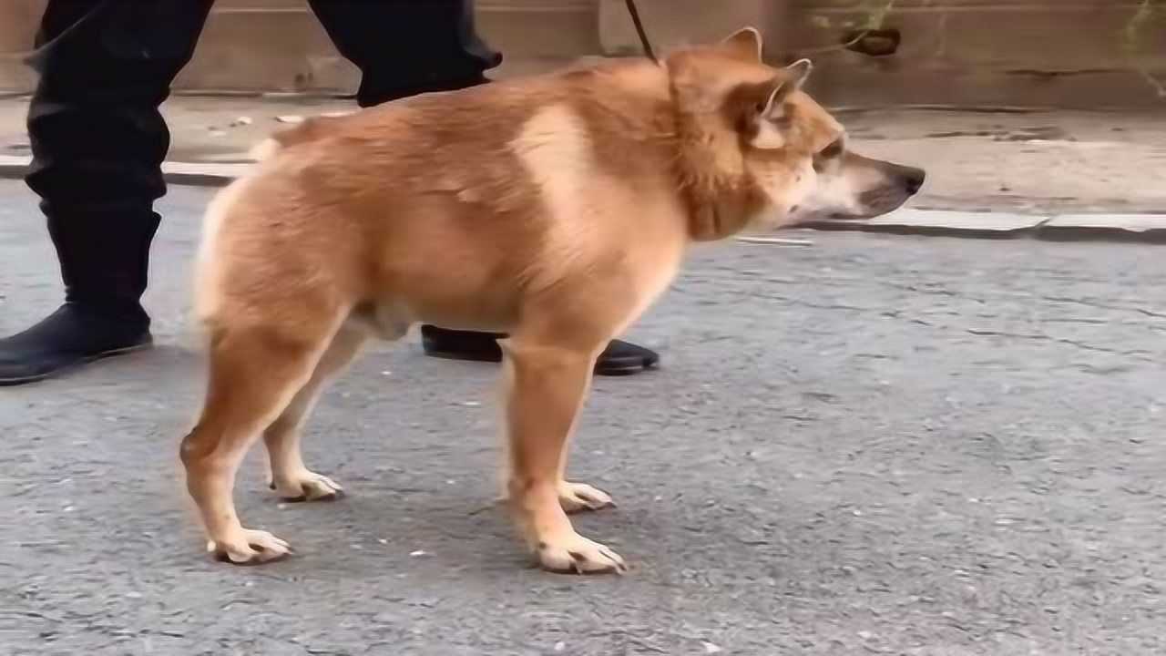 第一次见到这种品相的狗狗感觉是出生的时候太着急了身子少了半截啊